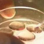 ovule